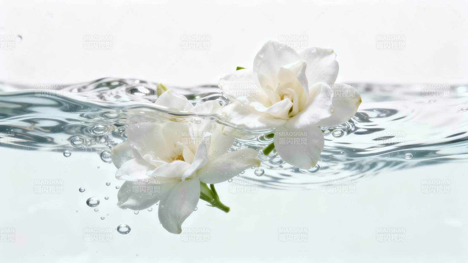 白花浮水 清漾生香图片