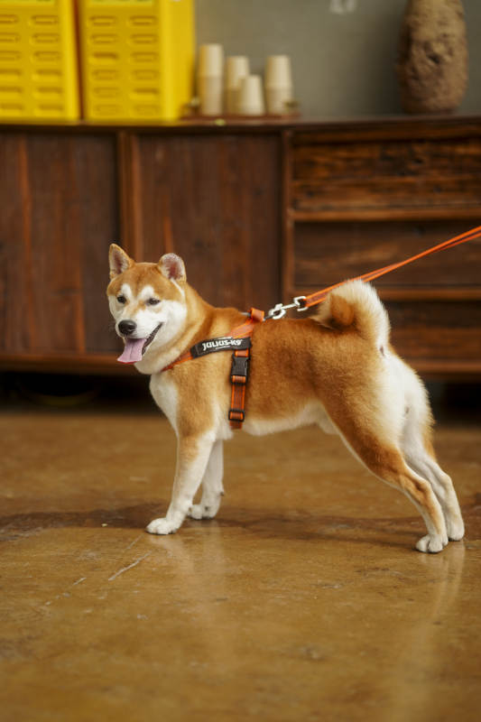 柴犬戴胸背带 室内站立吐舌图片