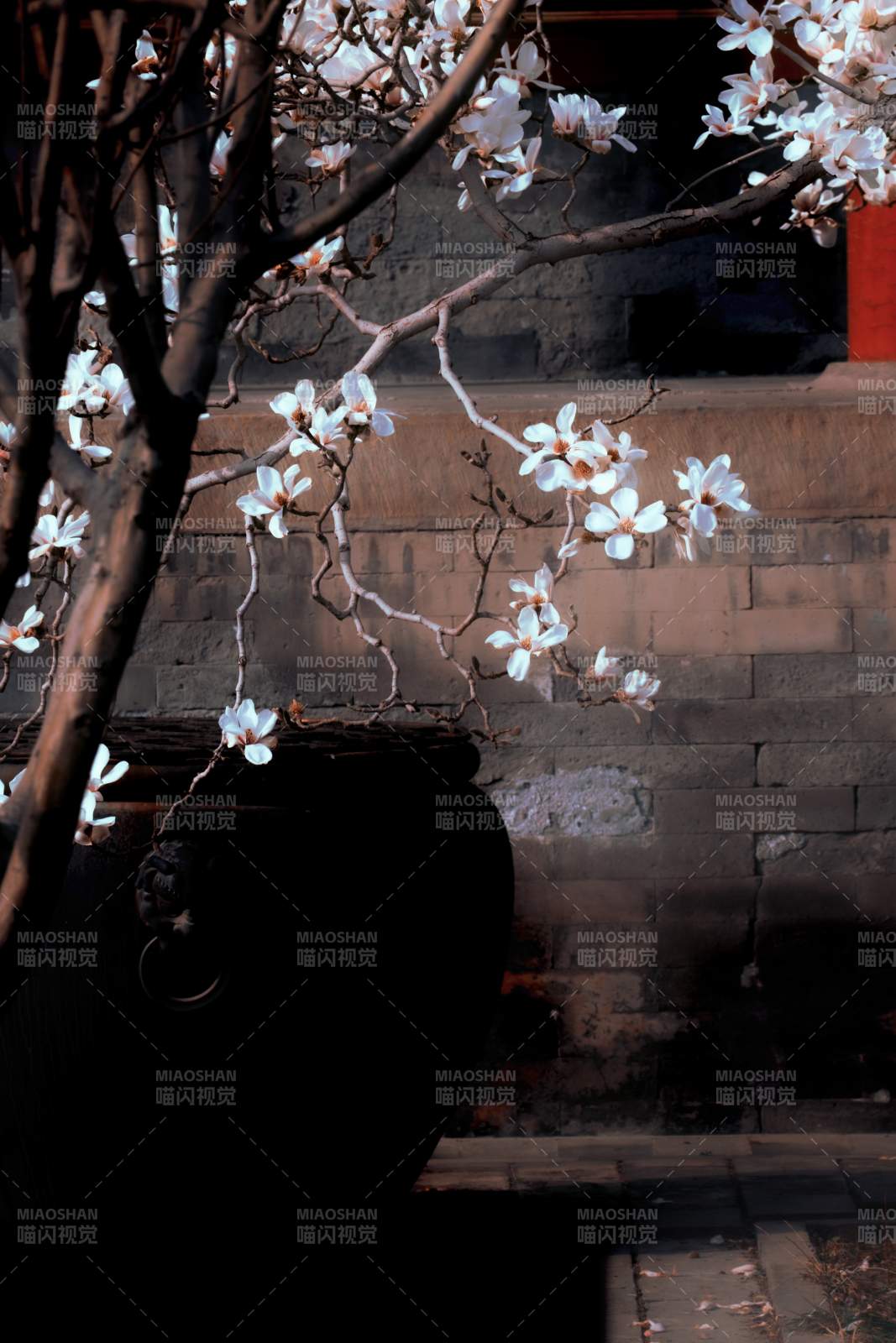 玉兰映古墙 静美如诗画图片