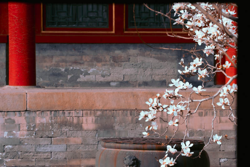 红墙玉兰花影静图片