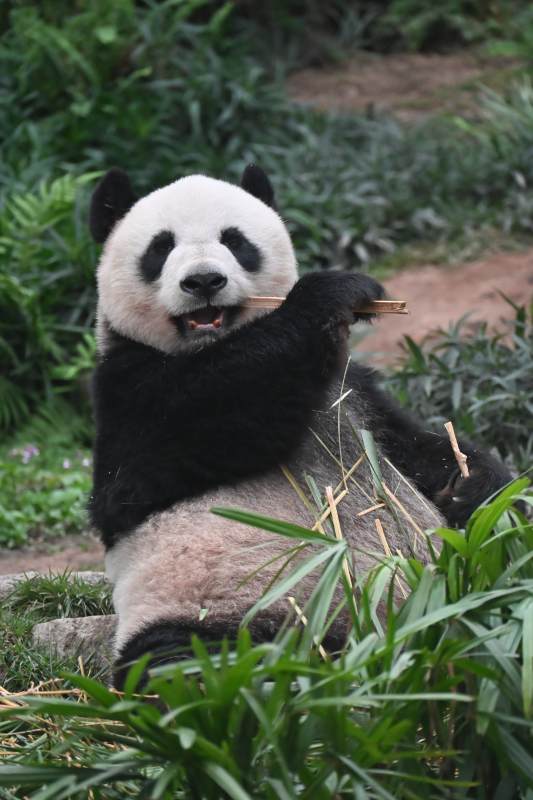 熊猫啃竹 憨态可掬图片