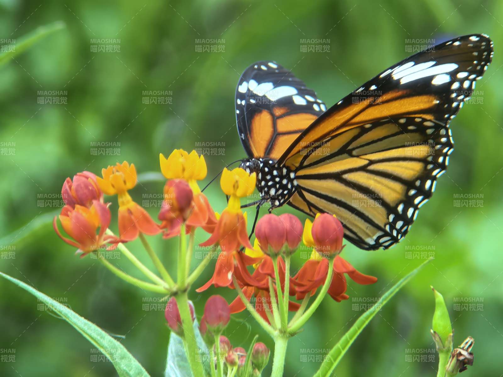 蝶恋花间 橙翼轻舞图片