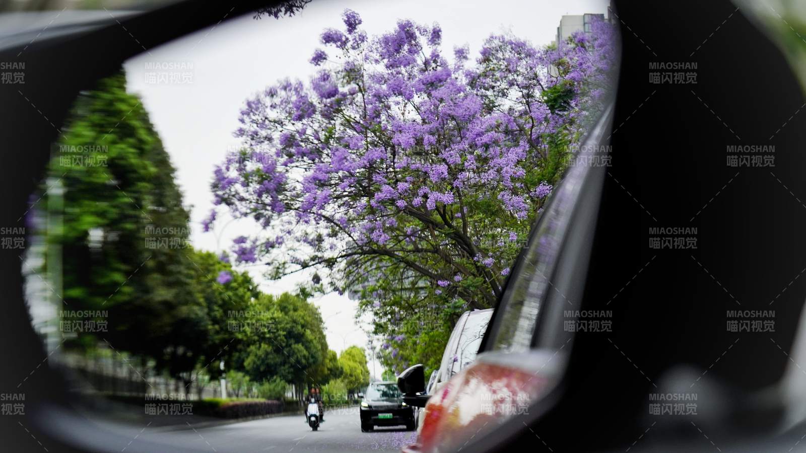 车镜映紫花 街景如画图片