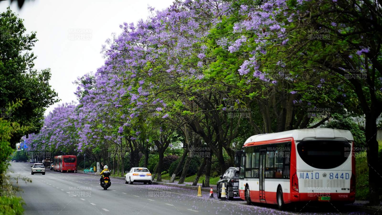 紫花大道 公交穿行其间图片