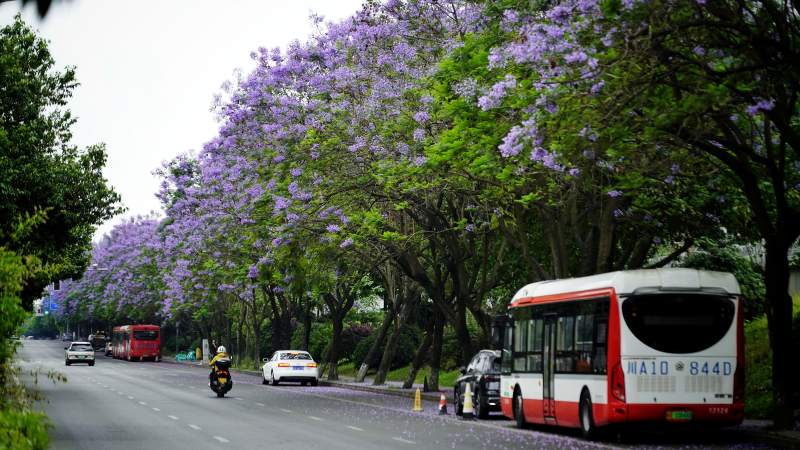 紫花大道 公交穿行其间图片