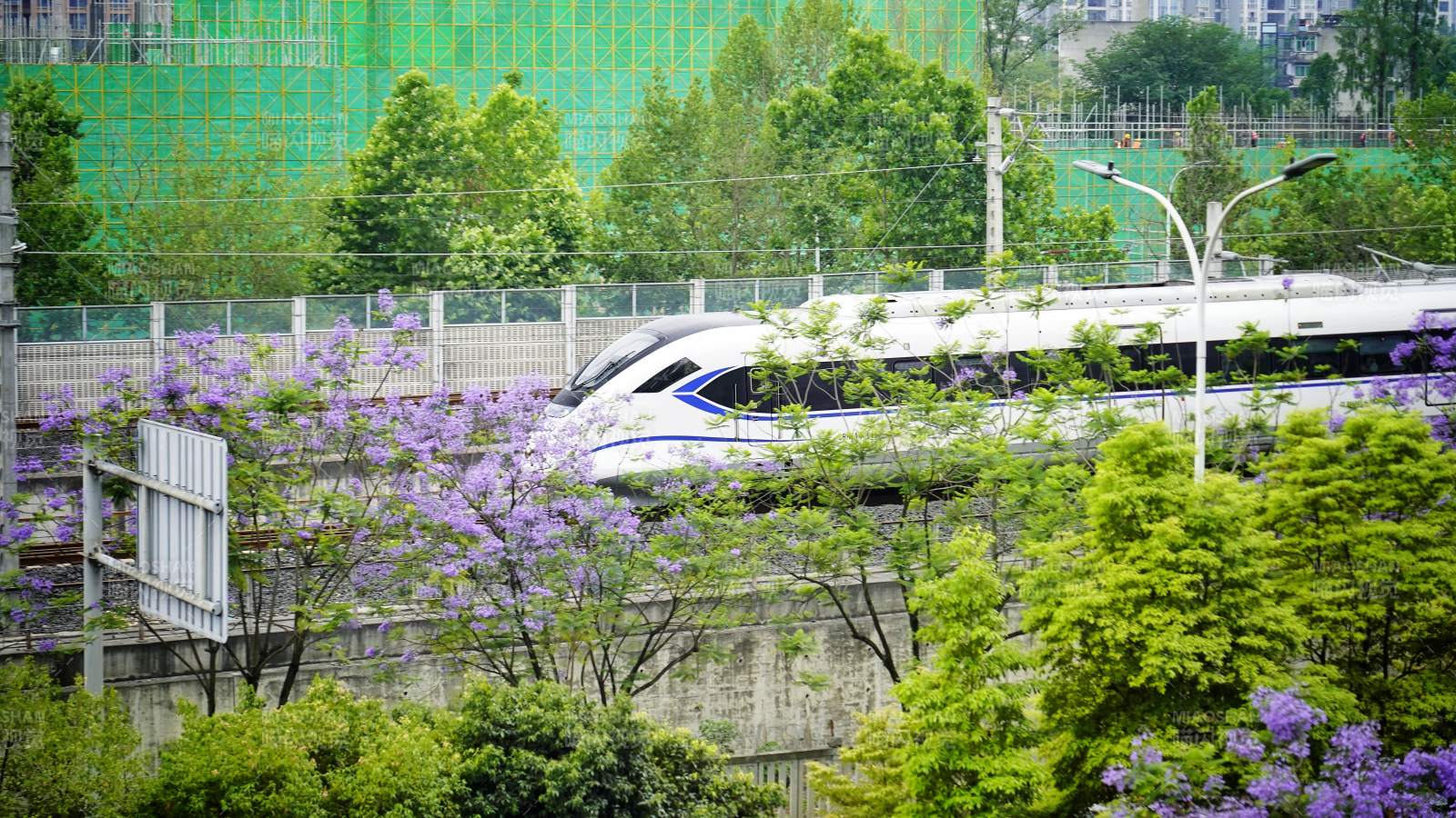 高铁穿行花海绿荫间。图片