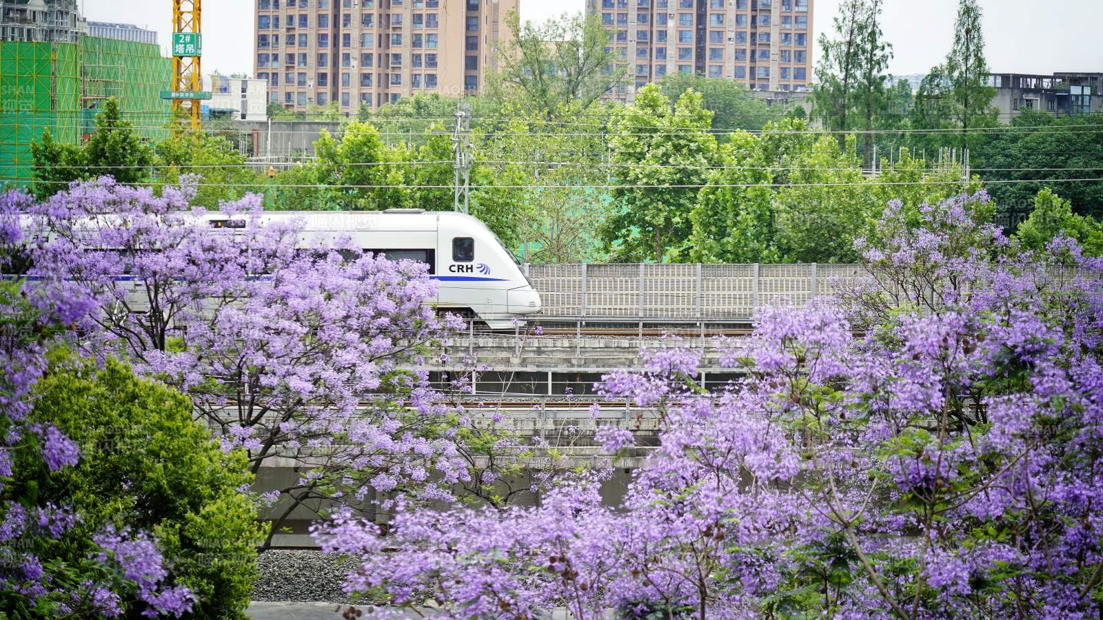 蓝花楹掩映 高铁穿行城市间图片