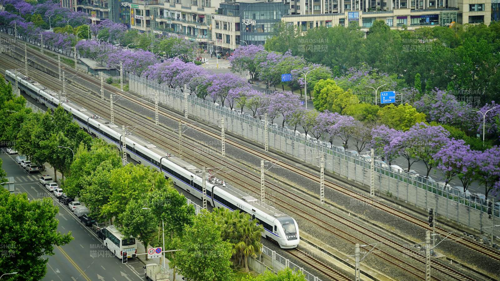 蓝花楹列车穿城过图片