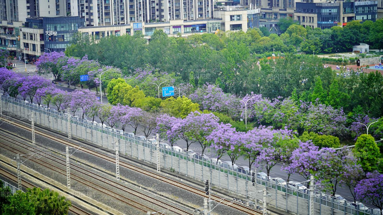 紫花满城 铁路穿绿廊。图片