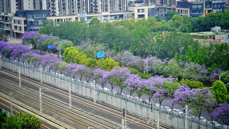 紫花满城 铁路穿绿廊。图片