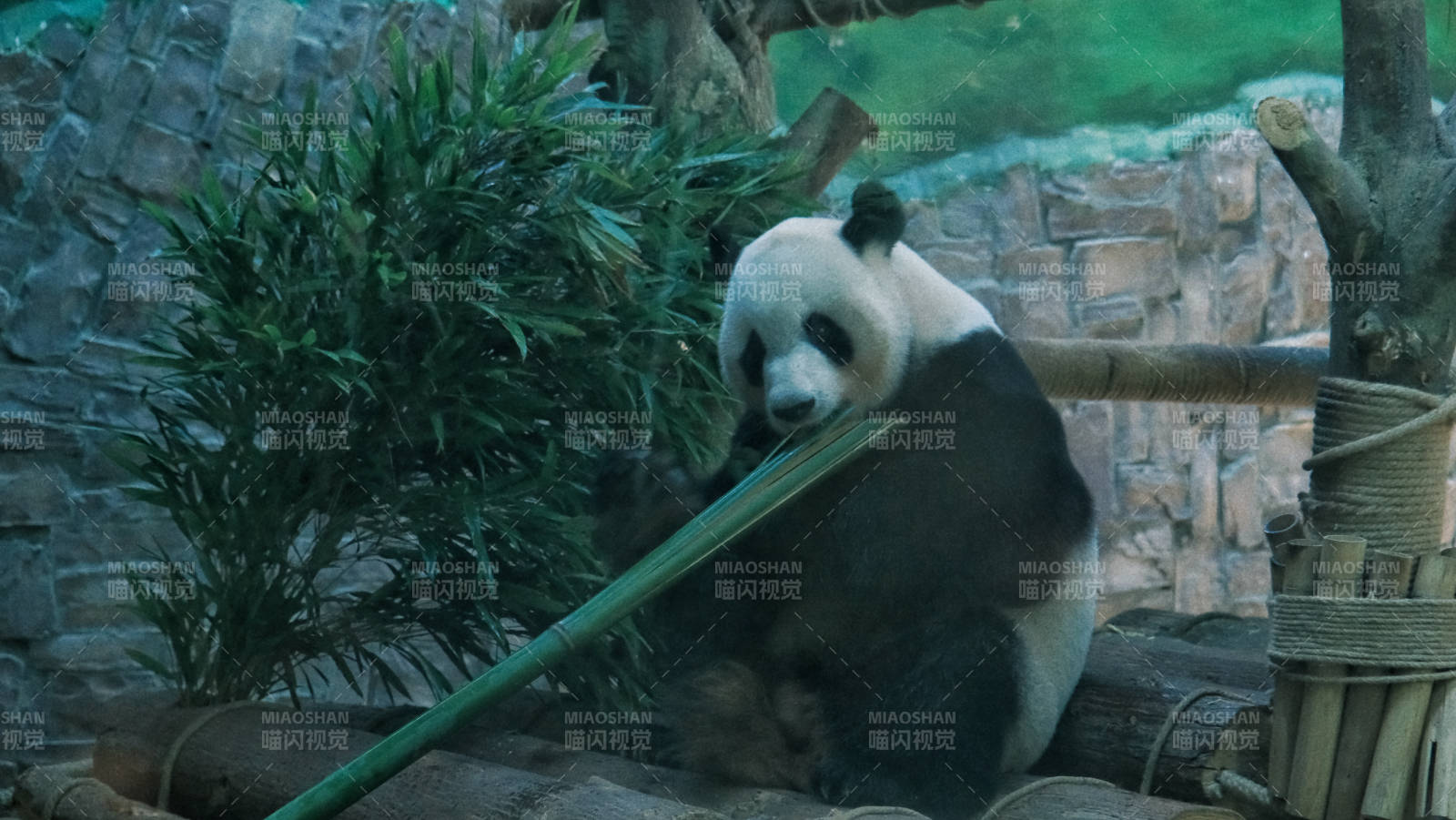 熊猫啃竹 悠闲自在图片