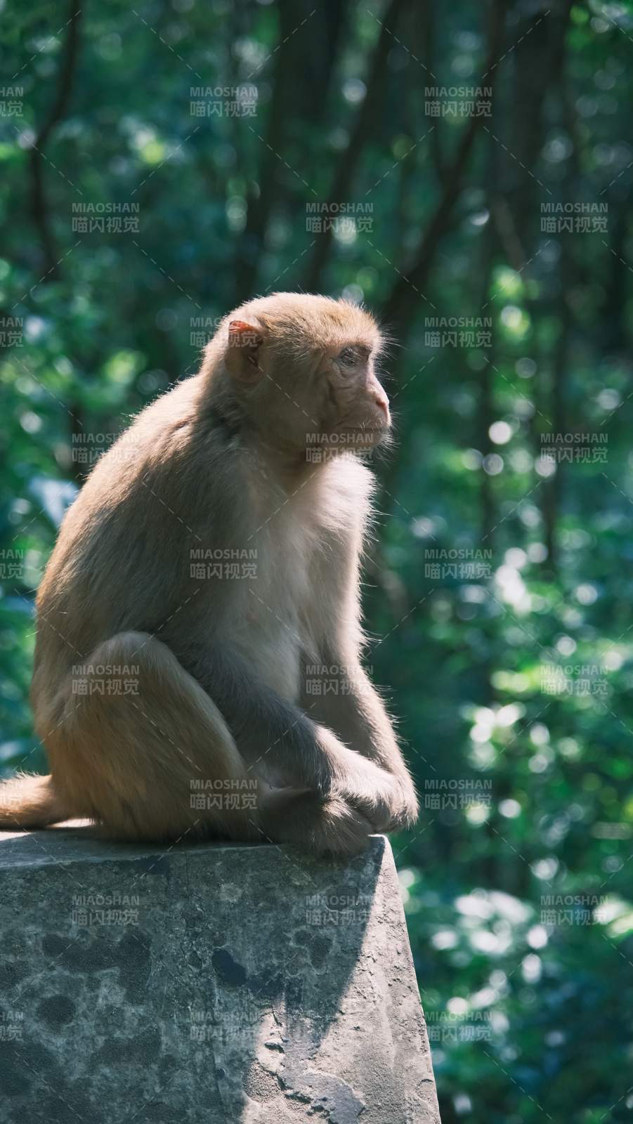 林间石上猴静坐图片