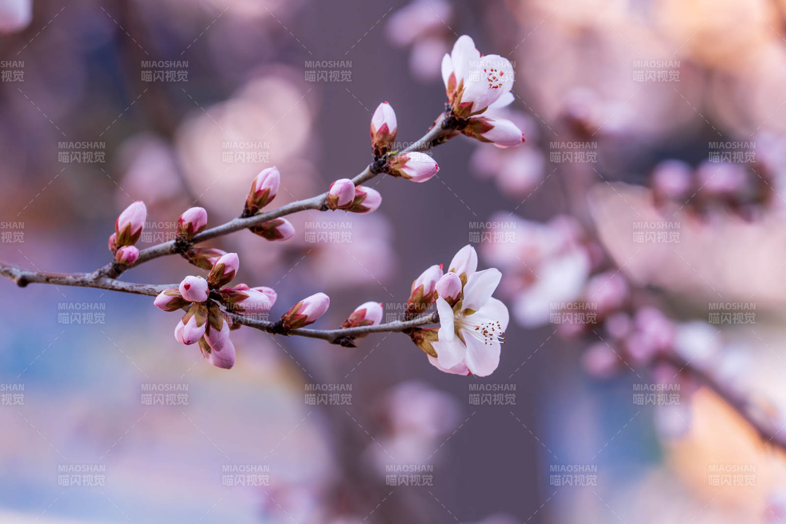 春日枝头 粉白花开图片