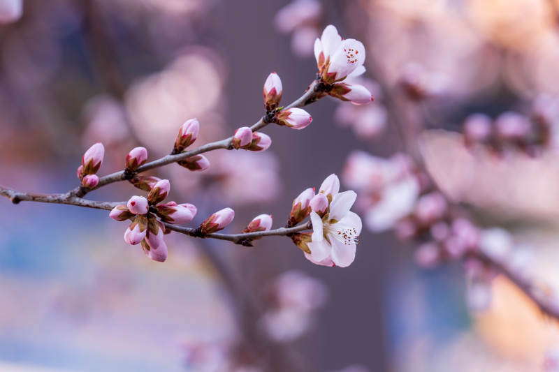 春日枝头 粉白花开图片