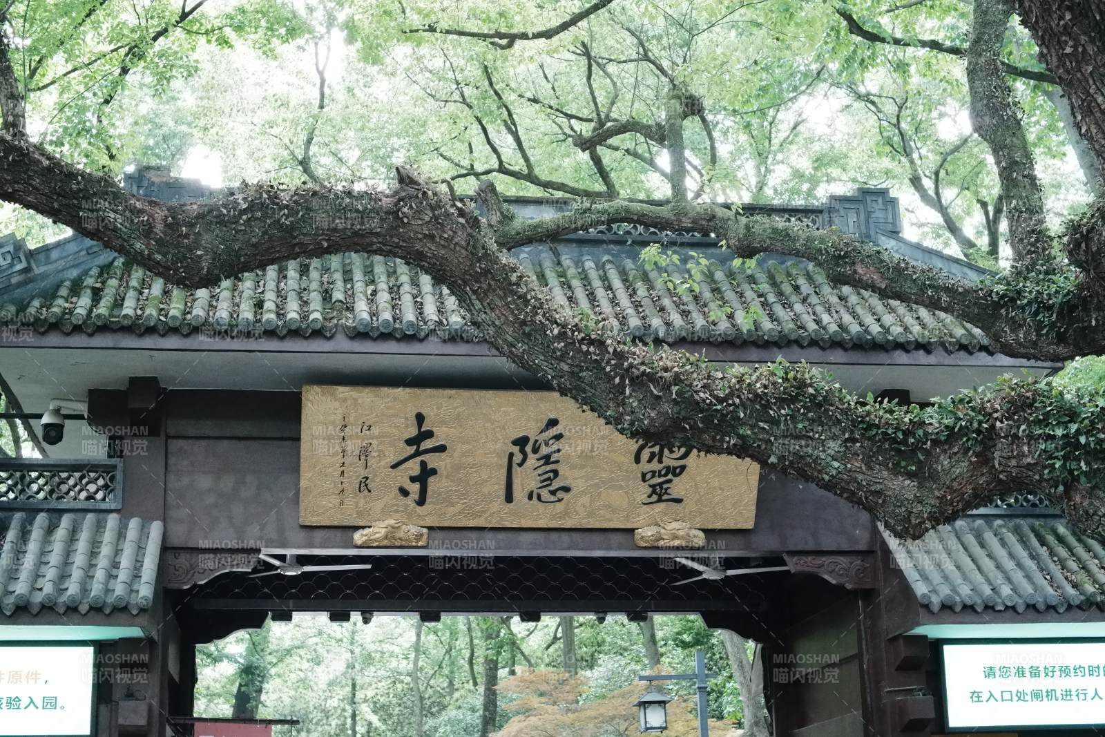 灵隐寺古树掩映山门图片