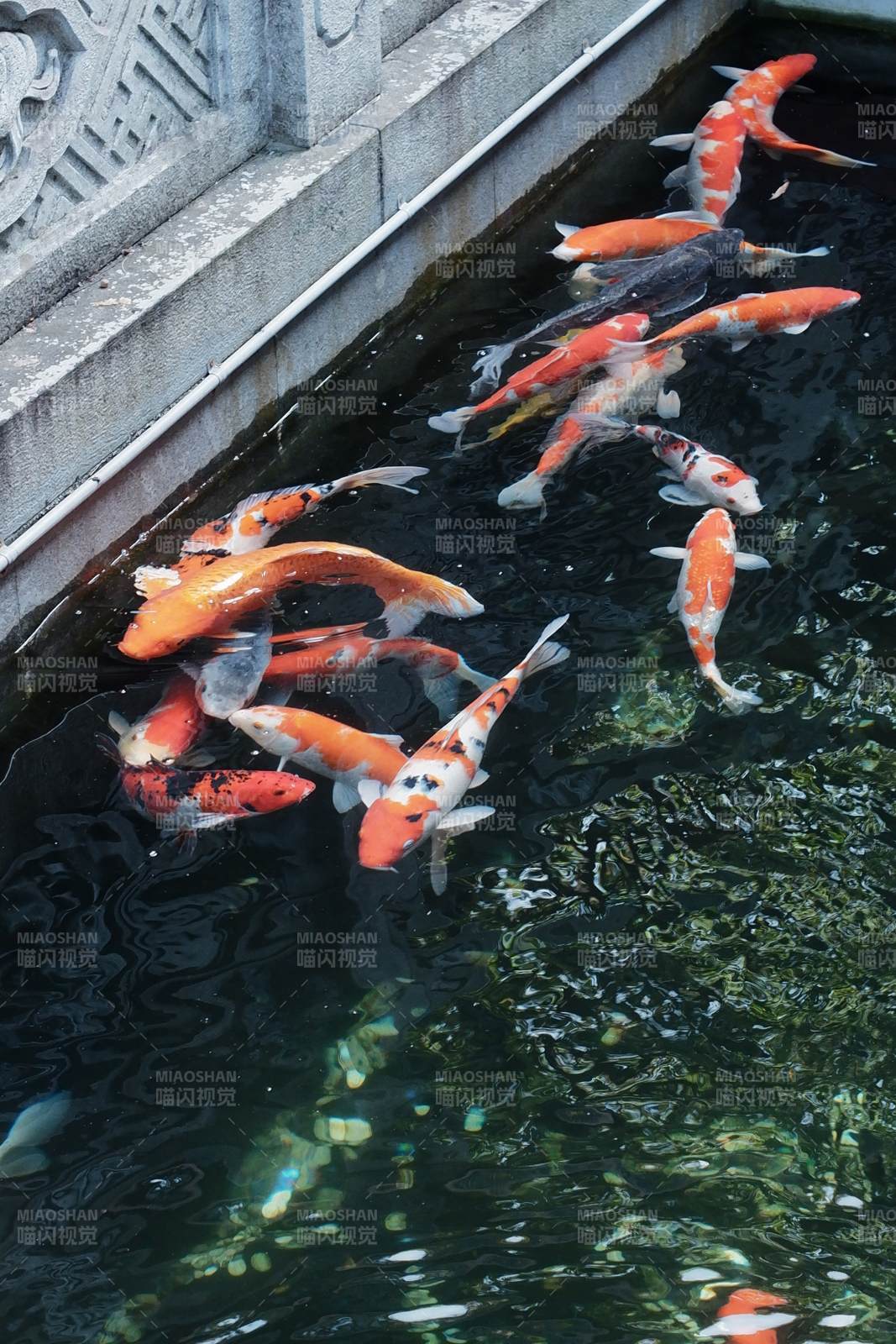 锦鲤游池 水清石雅图片