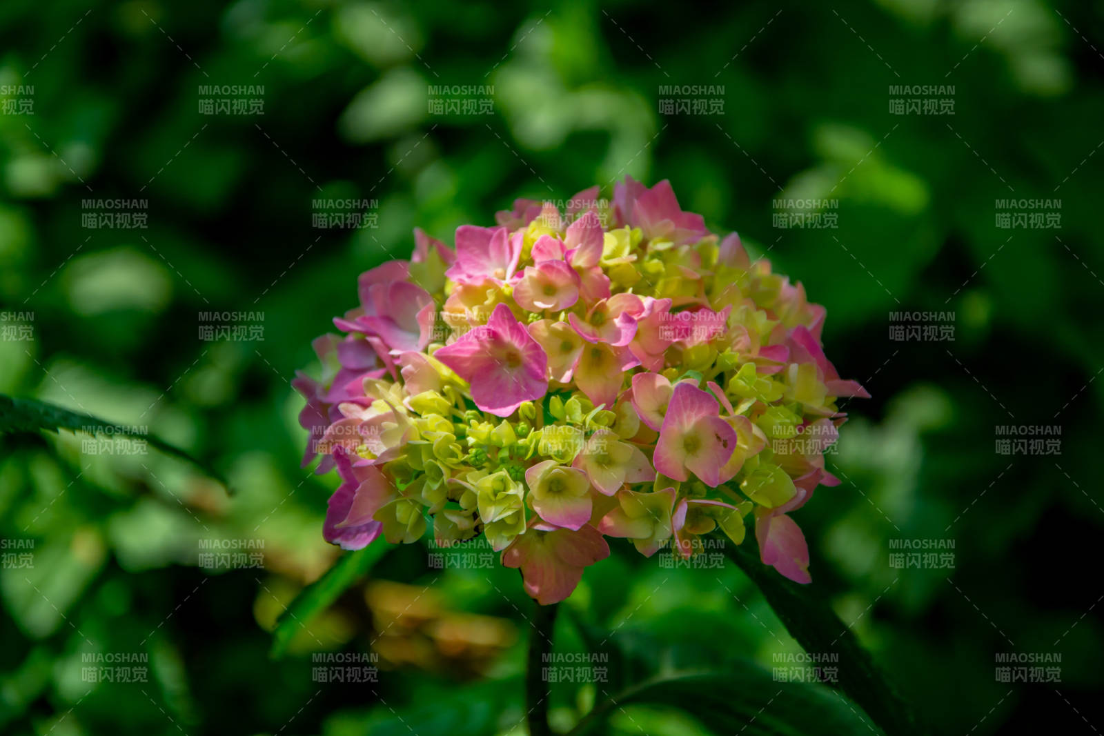 粉绿绣球花 绿意盎然中绽放图片