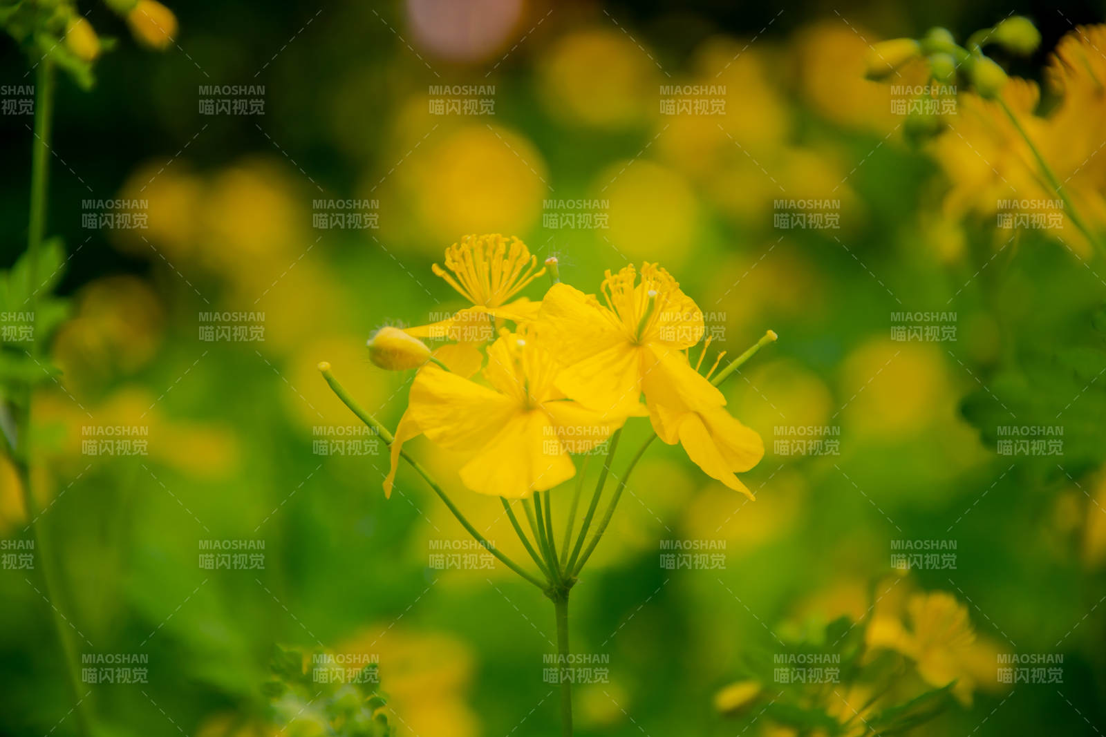 黄花绿叶 春日生机盎然图片
