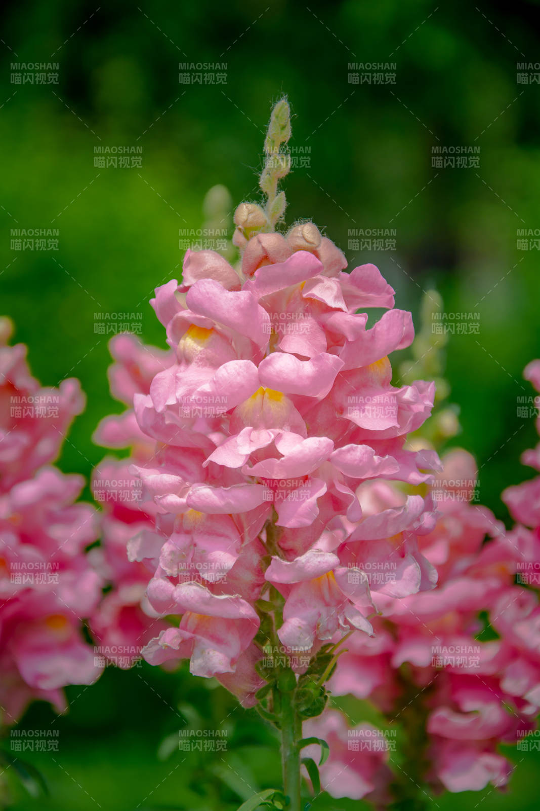 粉嫩金鱼草 夏日温柔绽放图片