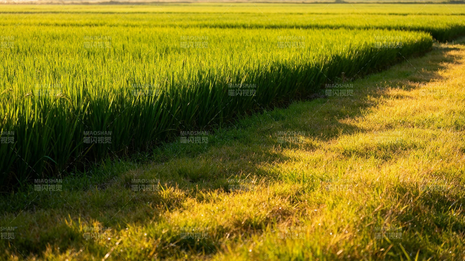 金绿稻田 夕照小径美图片