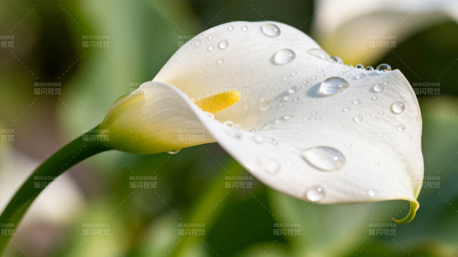 雨后白马蹄莲 晶莹水珠缀花瓣图片