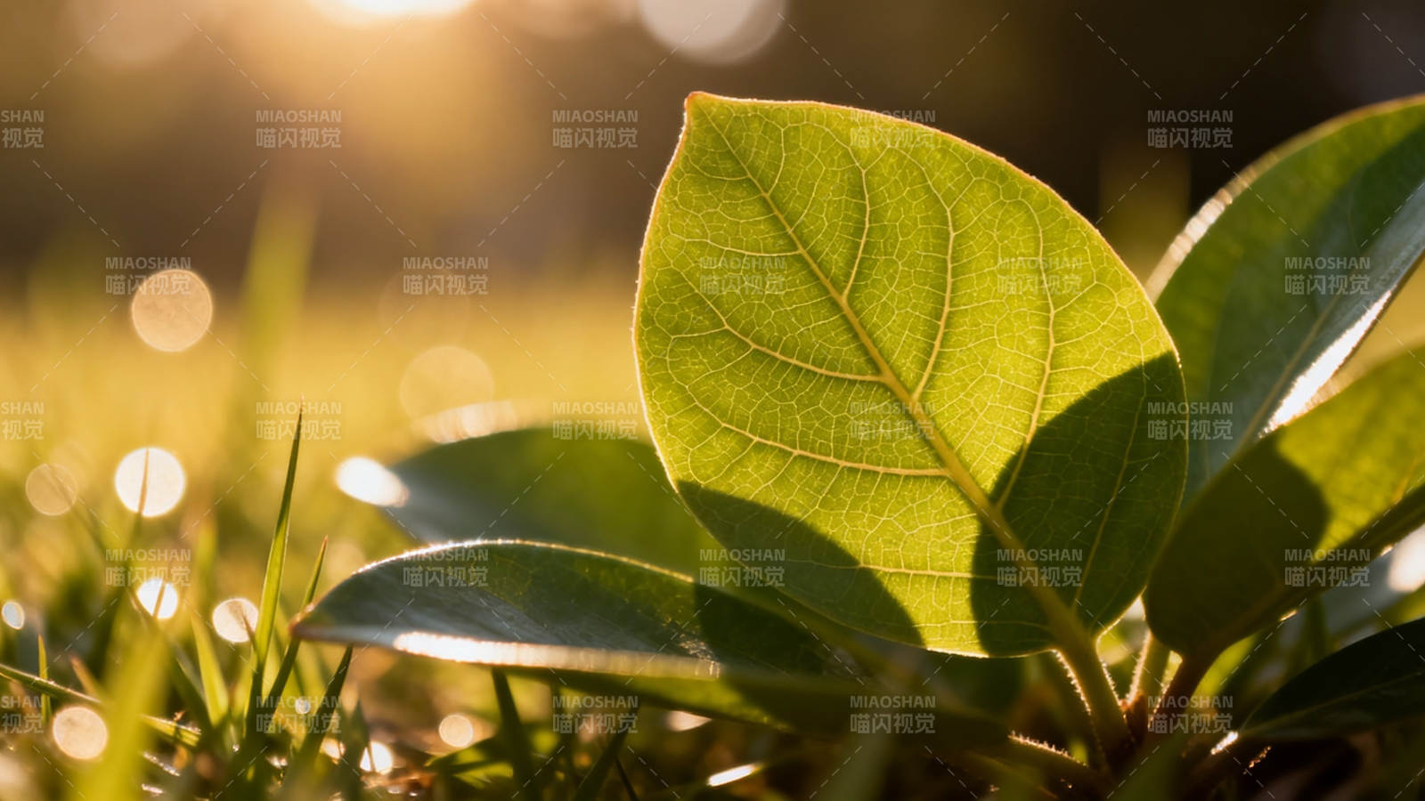 晨光绿叶 自然生机盎然图片