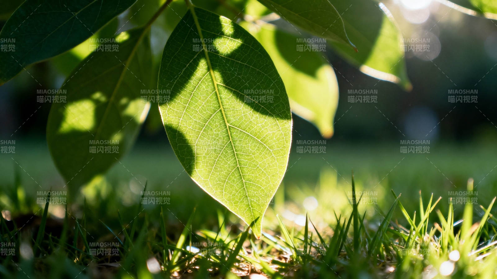 阳光绿叶 生机盎然图片