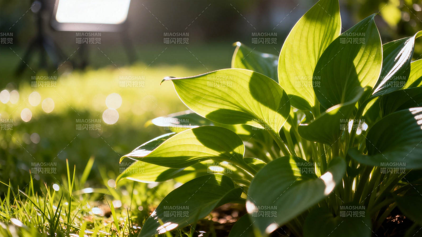 阳光下的绿叶生机盎然图片