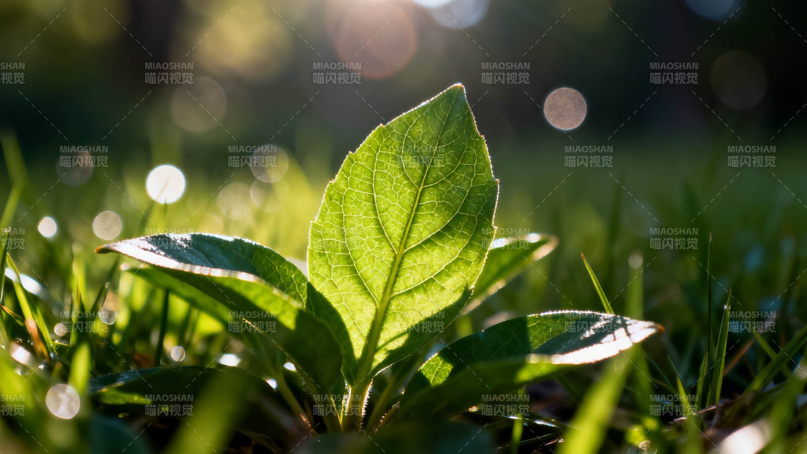 晨光中的绿叶生机盎然图片