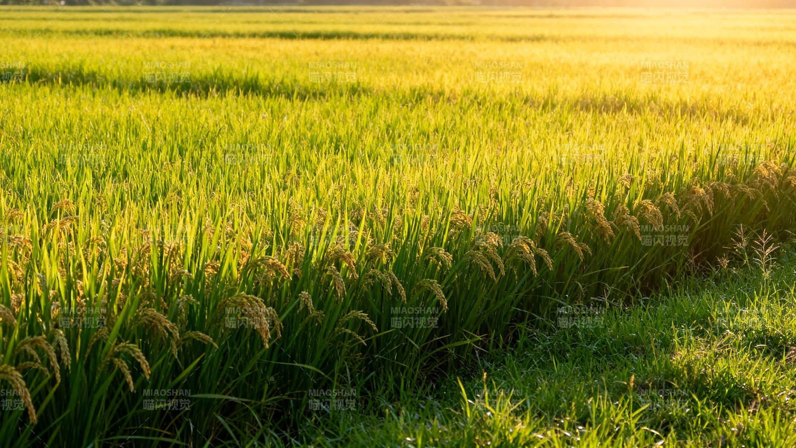 金色稻田迎夕阳图片