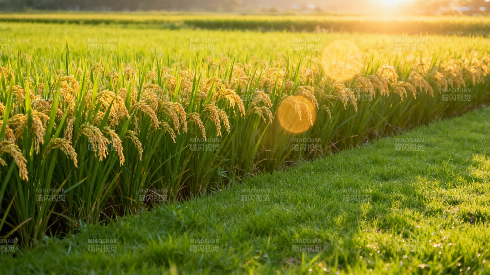 夕阳金稻 丰收在望图片