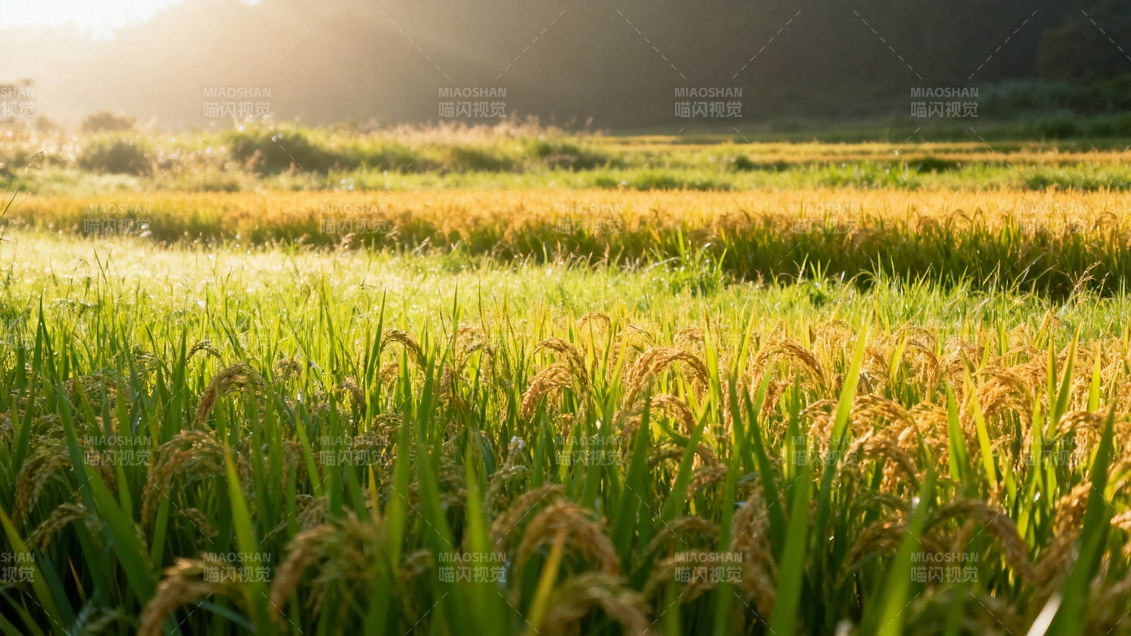 金色稻浪映夕阳图片