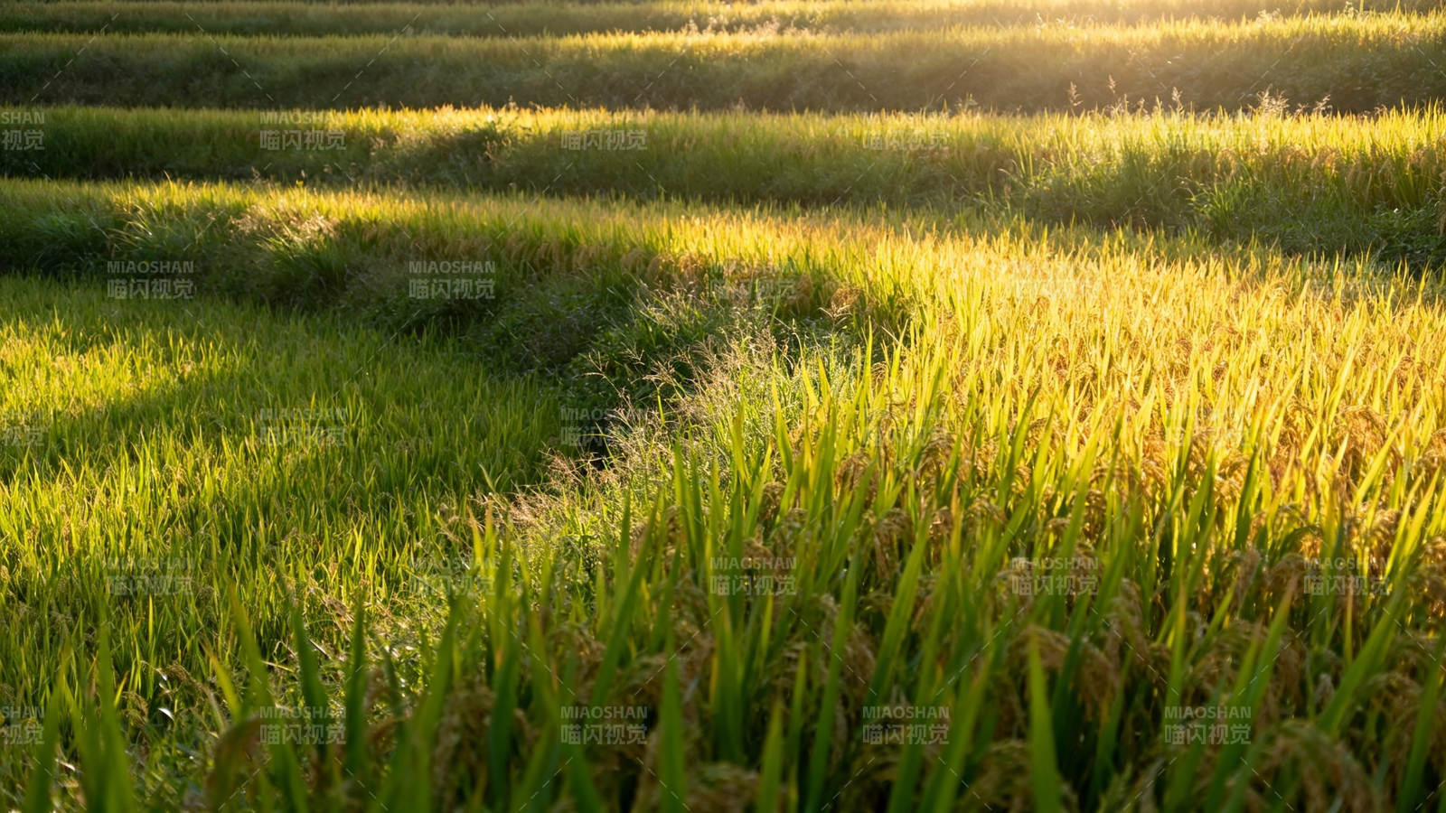 金色稻浪迎夕阳图片