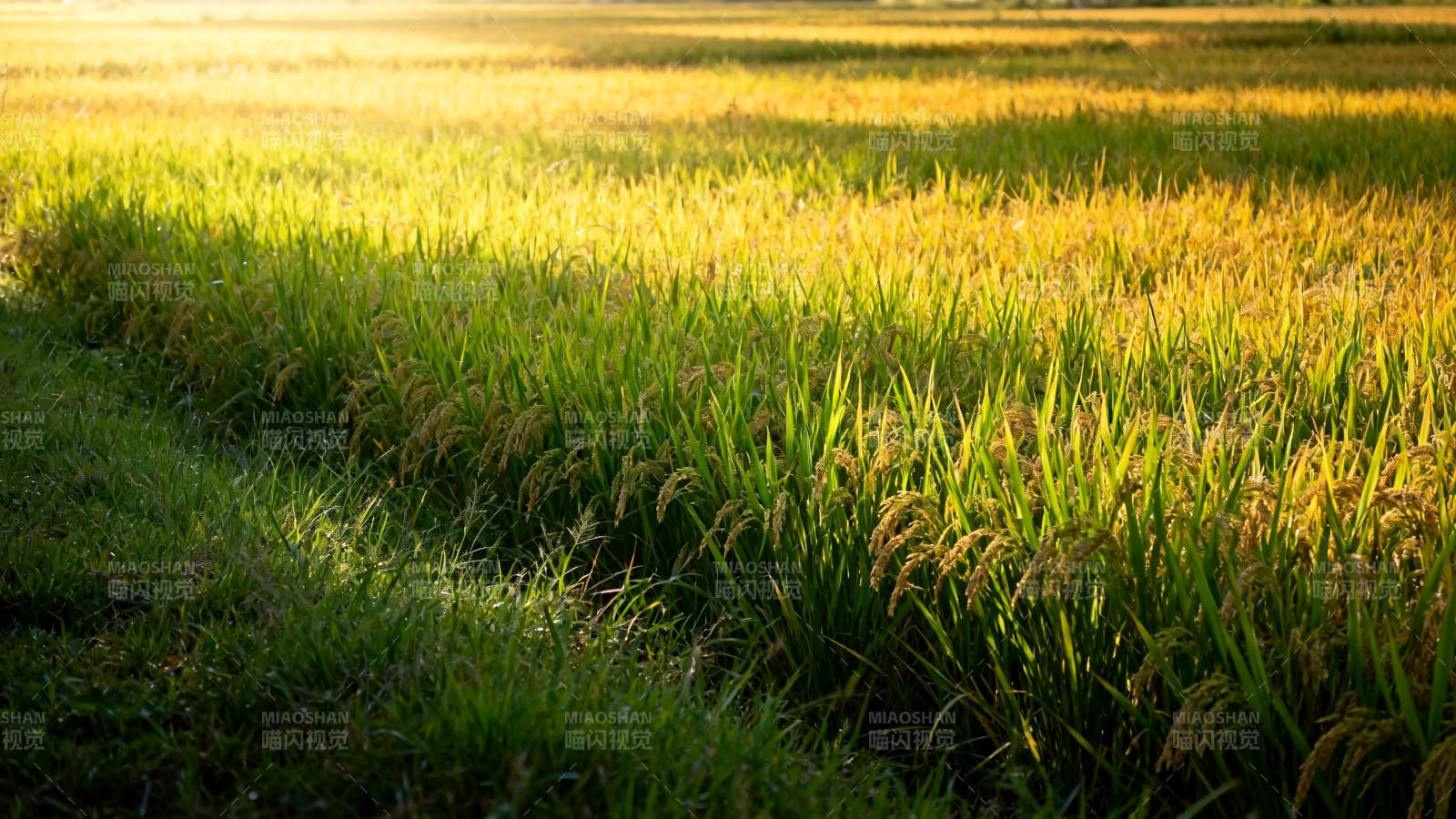 金色稻田 夕阳如画图片