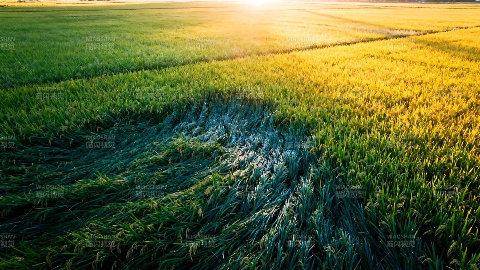 麦田倒伏 夕阳如金图片