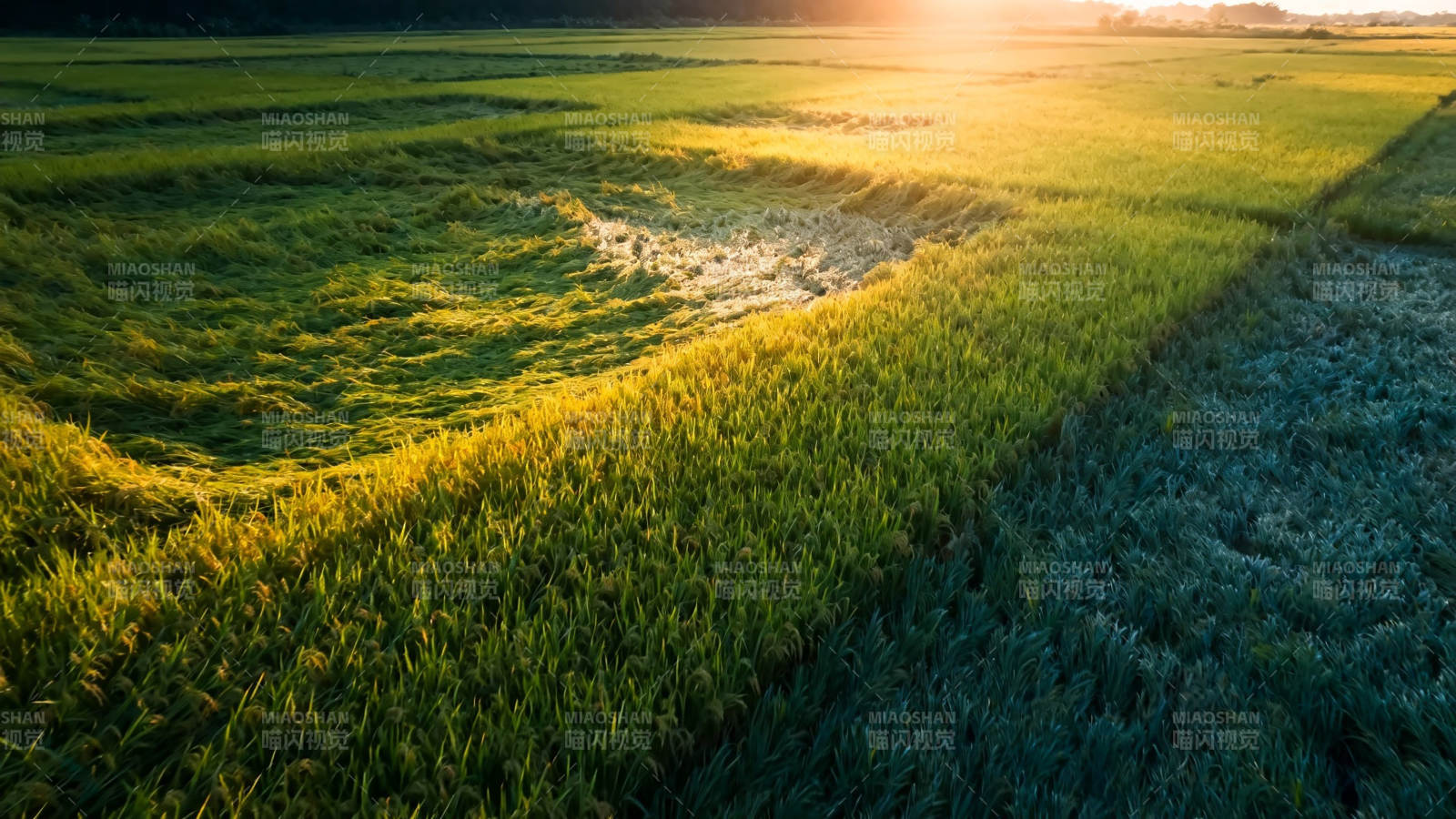 夕阳金染绿野 光影如画图片