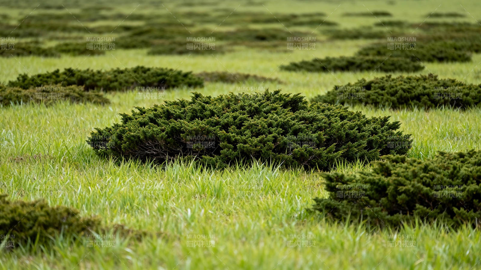 绿野丛丛 生机盎然图片