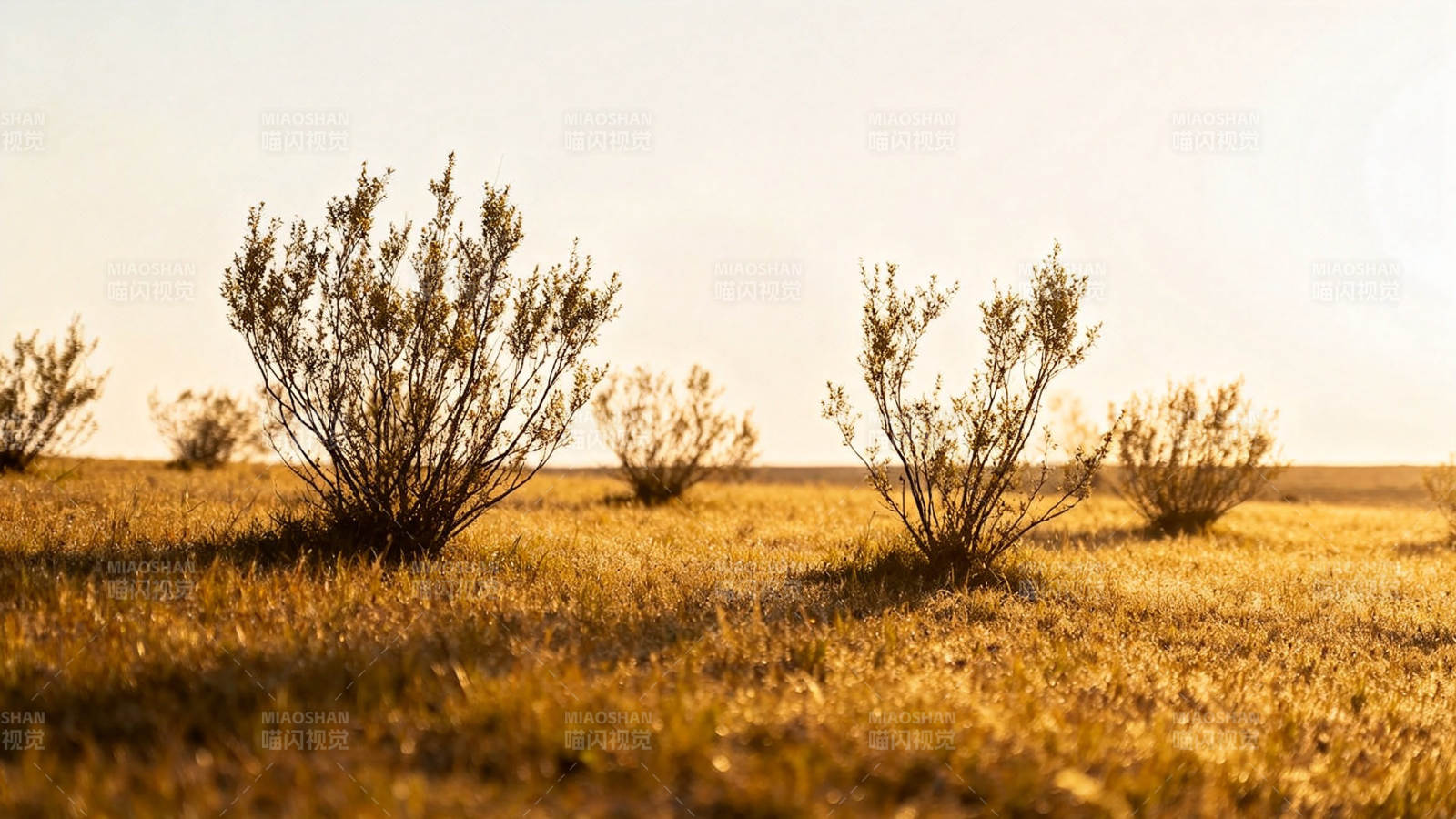 荒野灌木 夕阳金辉图片