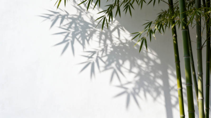 竹影斑驳 清雅入画图片