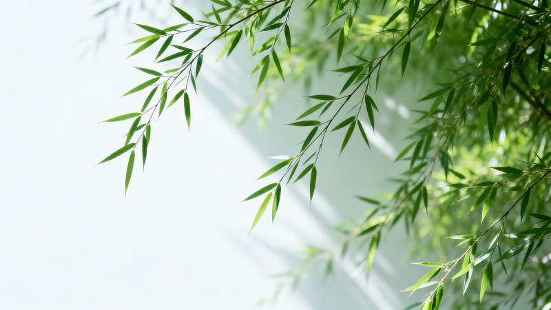翠竹轻摇 绿意盎然图片