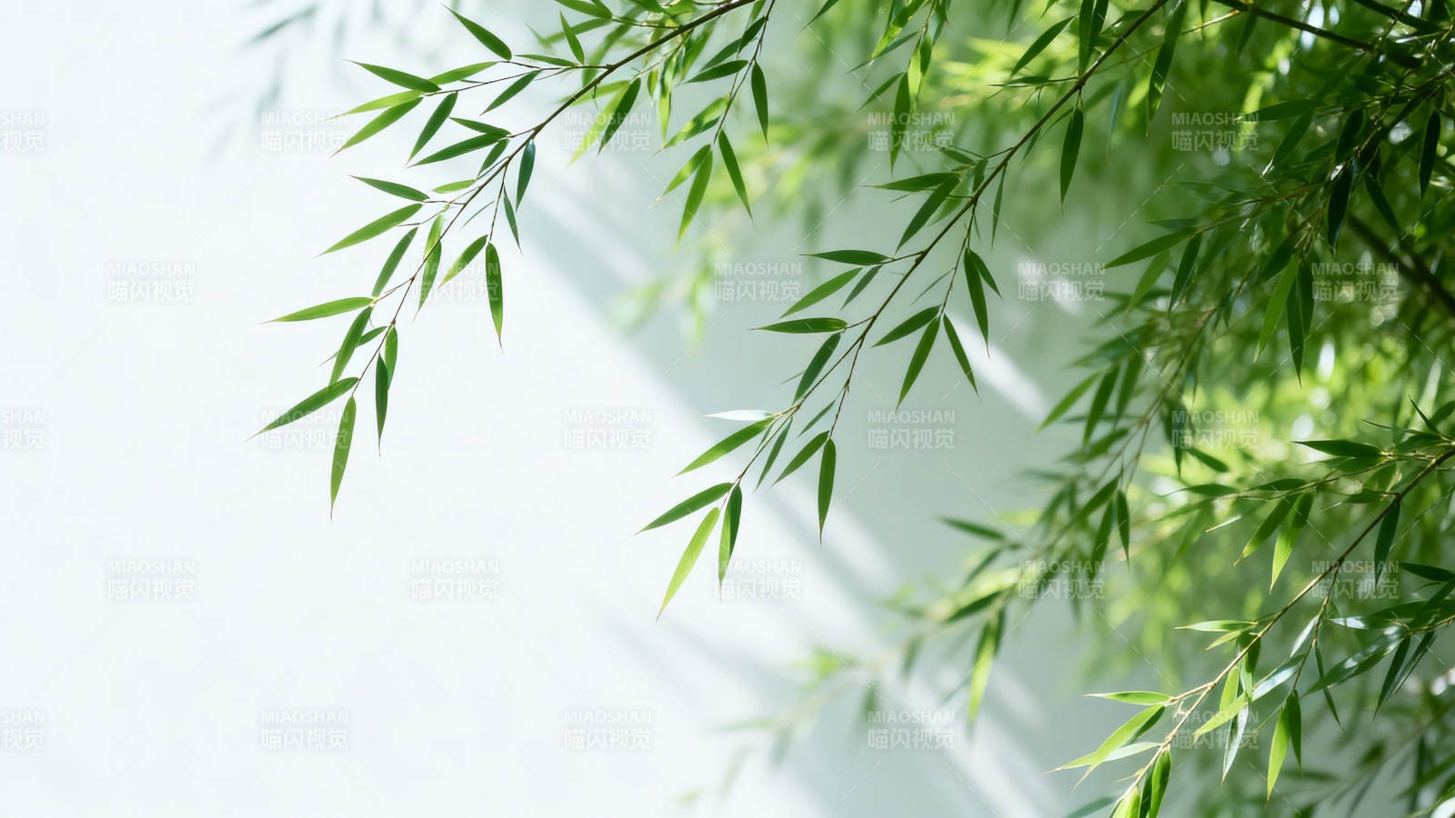 翠竹轻摇 绿意盎然图片