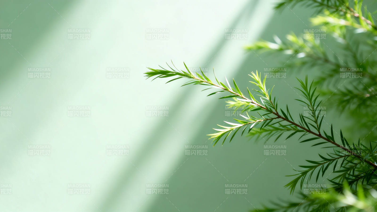 绿枝轻拂 光影温柔图片