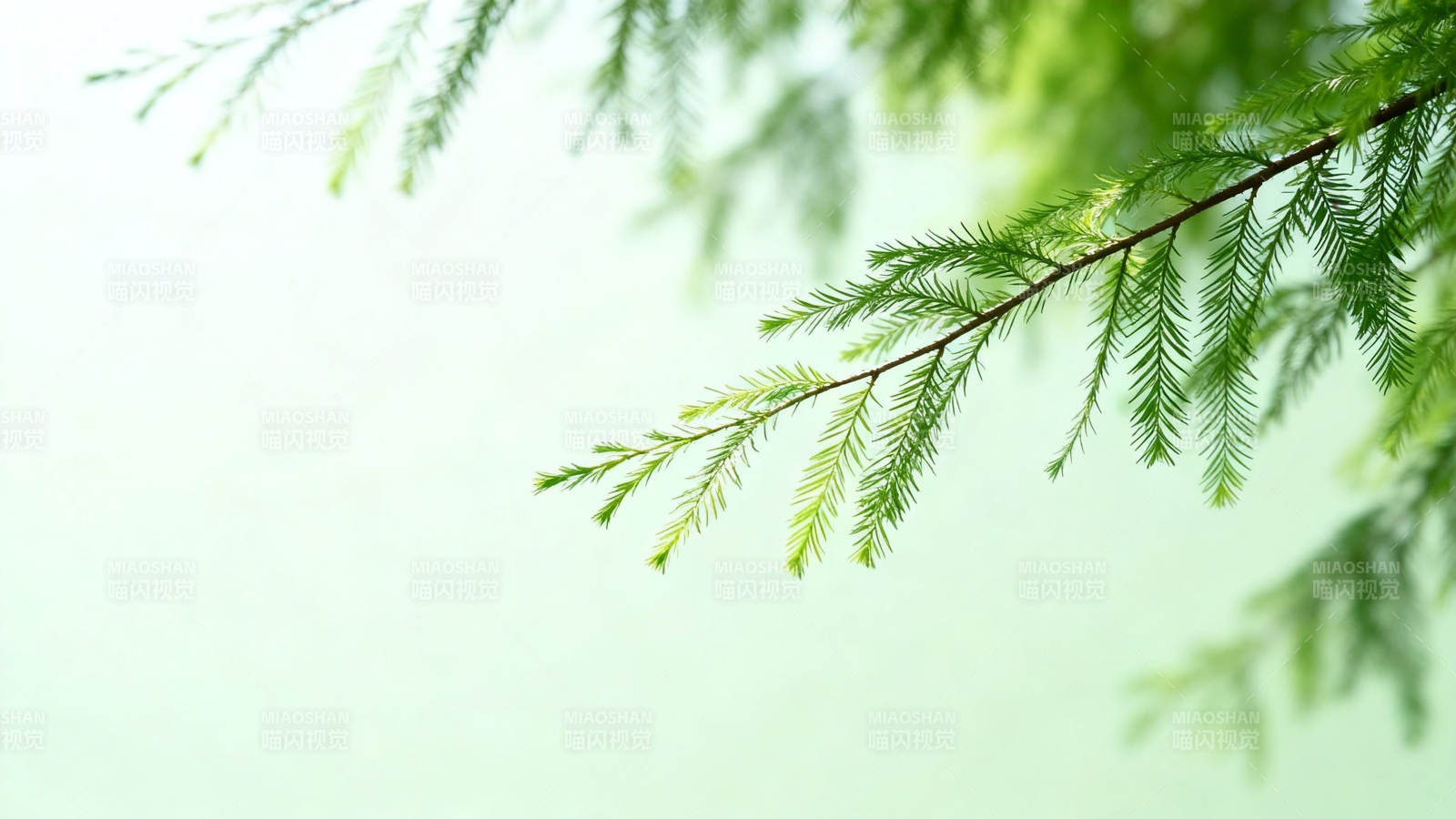 翠绿枝叶 清新自然风图片