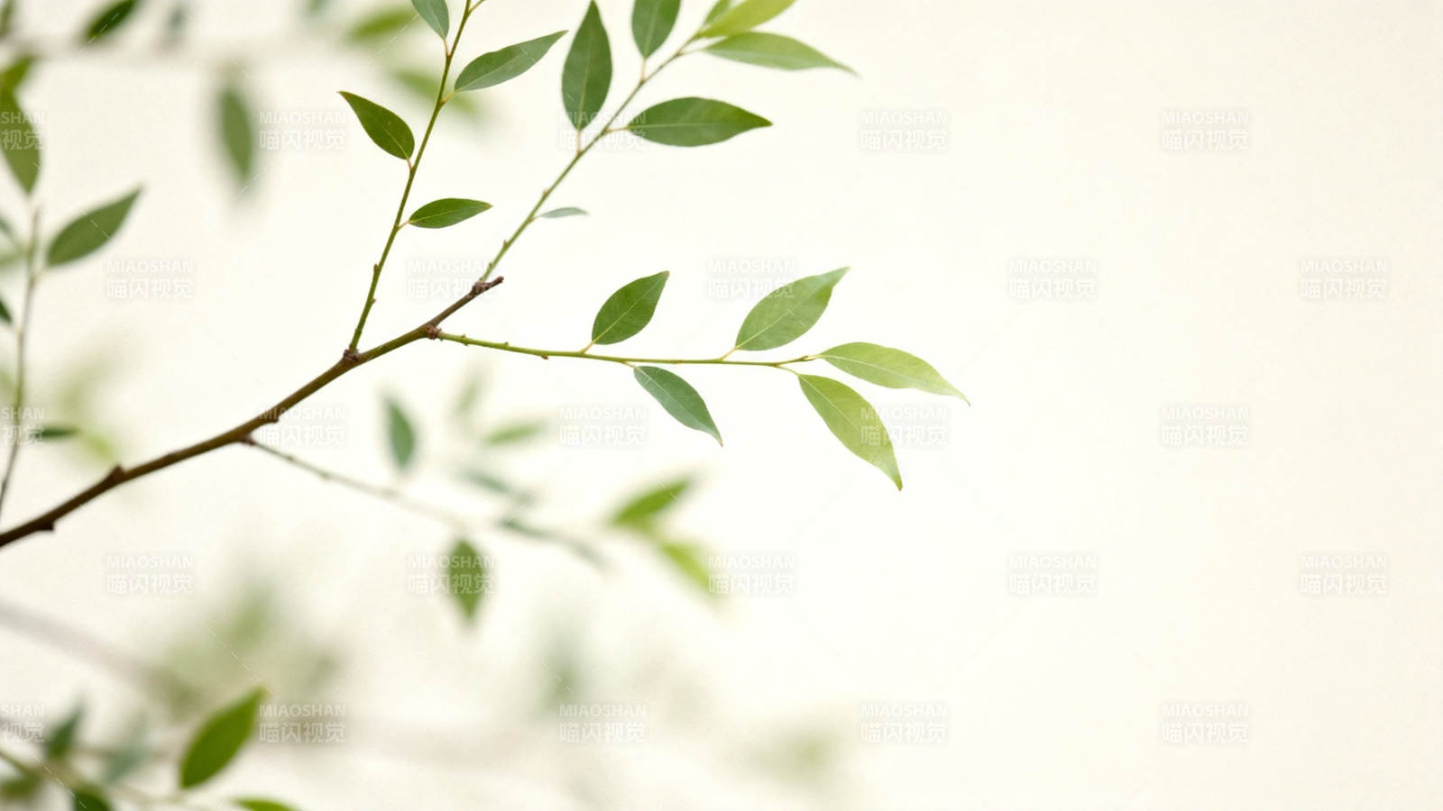 嫩枝绿叶映柔光图片