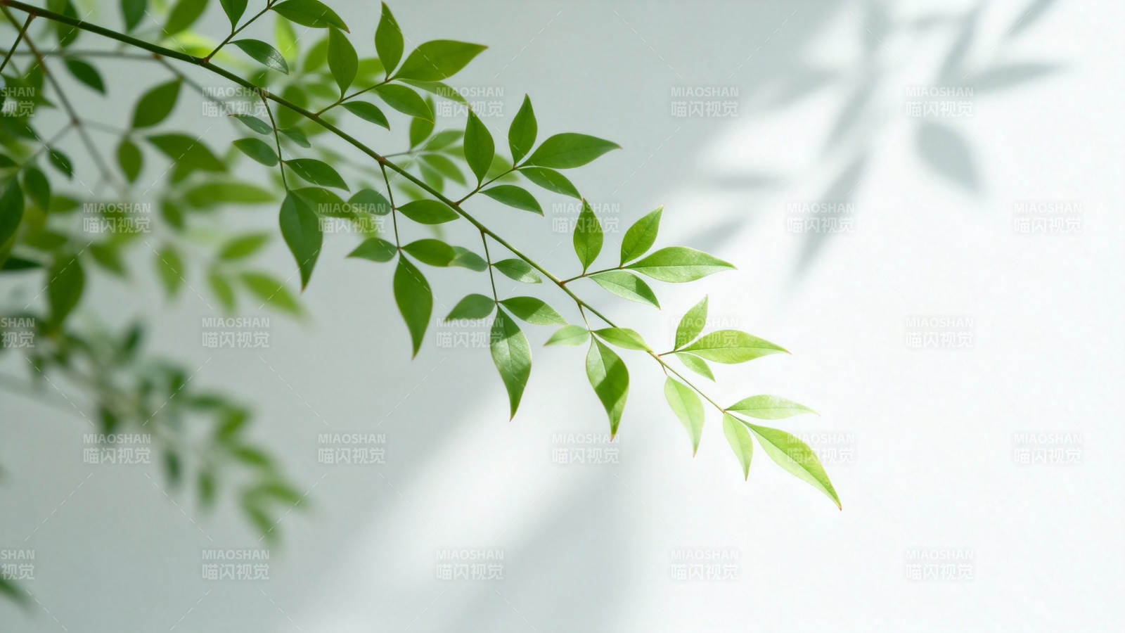 绿叶轻摇 光影斑驳图片