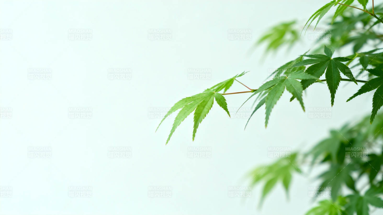 绿叶轻摇 清新自然风图片