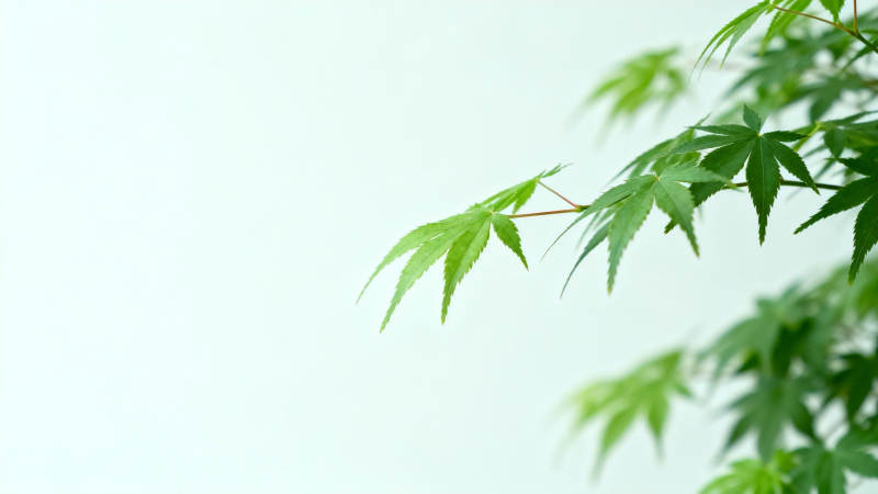 绿叶轻摇 清新自然风图片