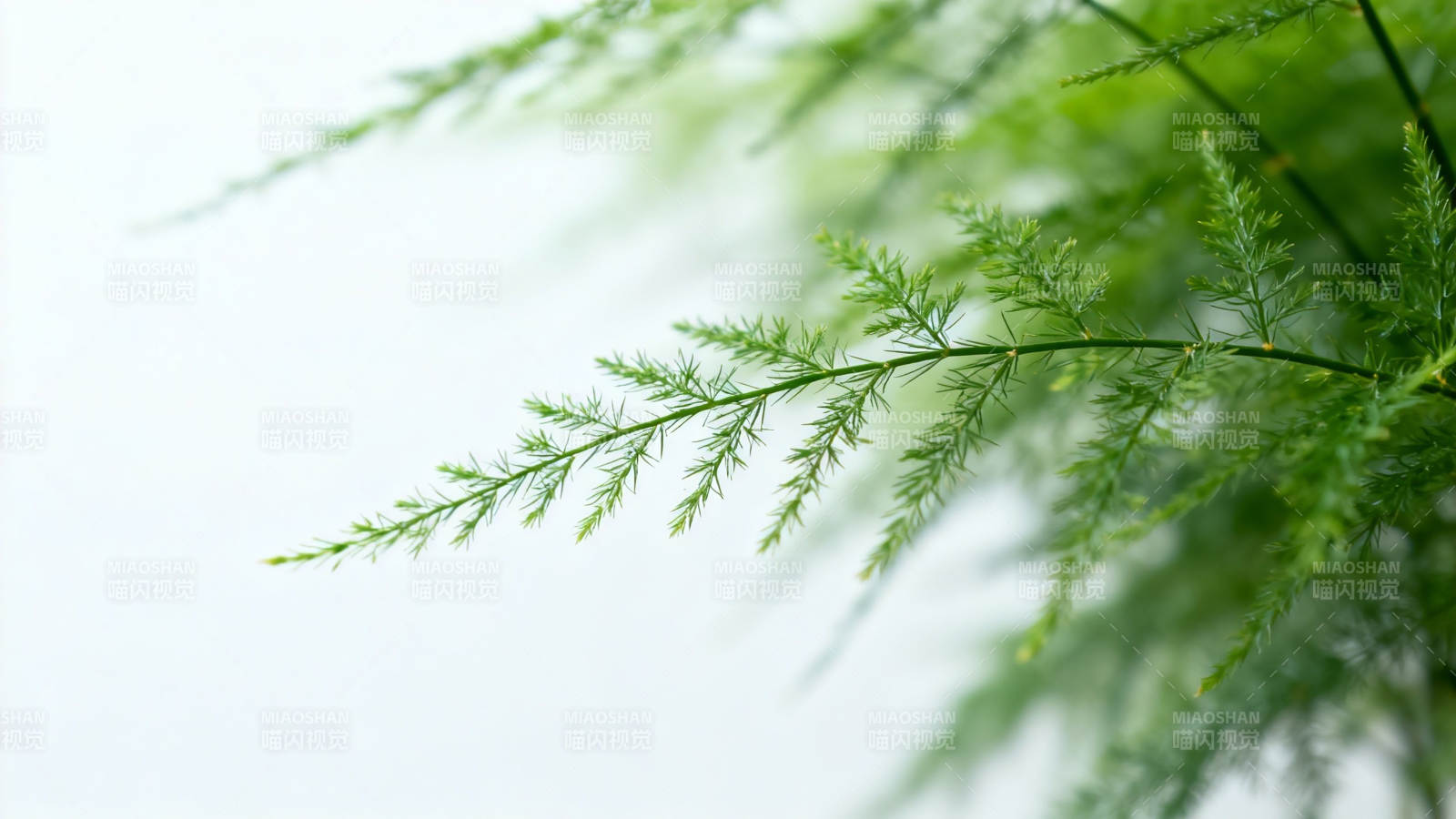 文竹轻摇 绿意盎然图片