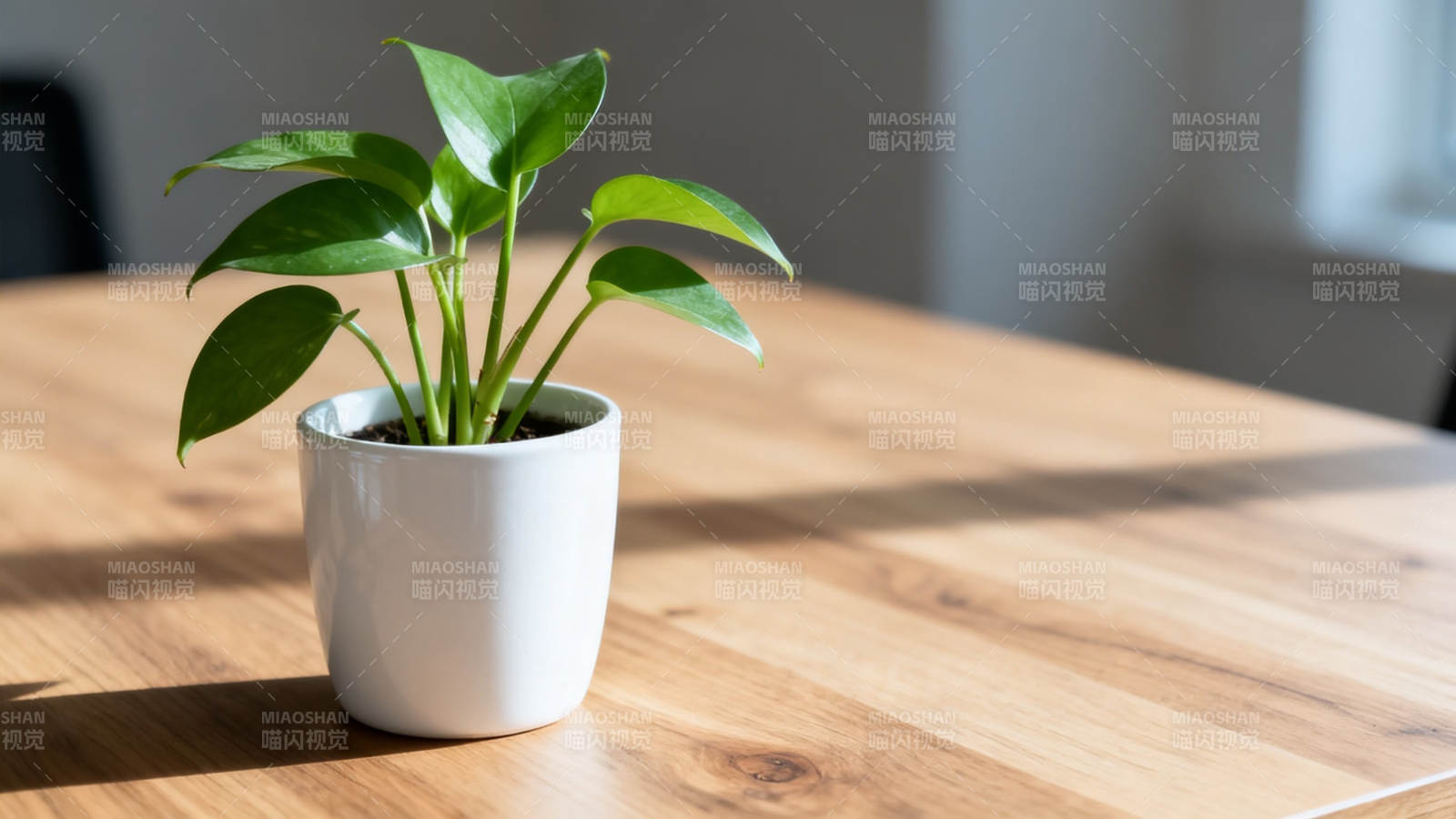 绿植白盆 木桌阳光静好图片
