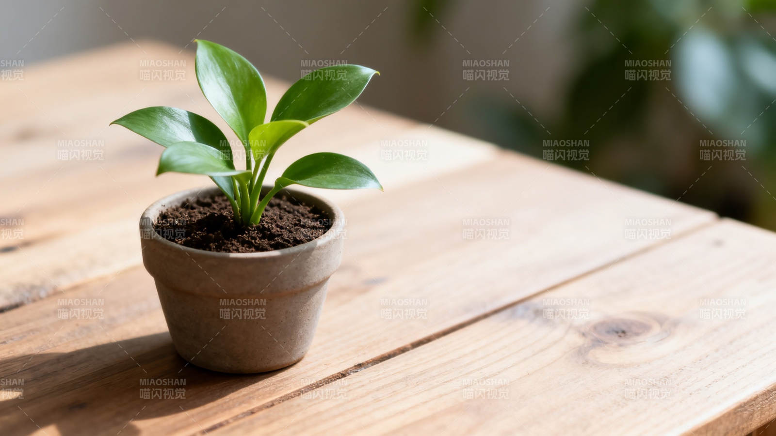 小绿植盆栽 生机盎然图片